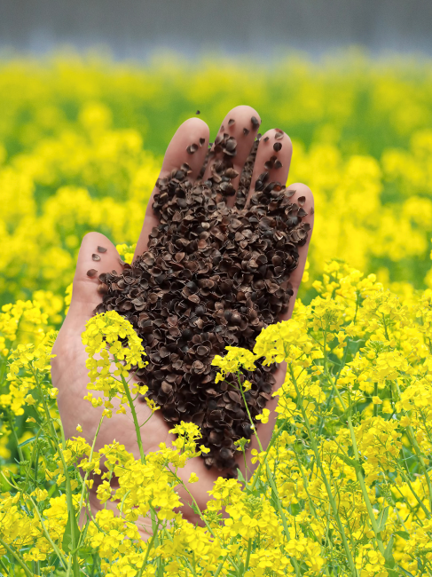 Recharge sarrasin bio 1kg pour oreillers, peluches, traversins, oreillers de yoga