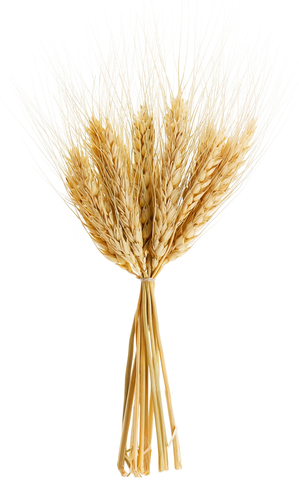 Teddy bear cuddly toy with organic spelt and real lavender flowers for relaxation 28x35cm