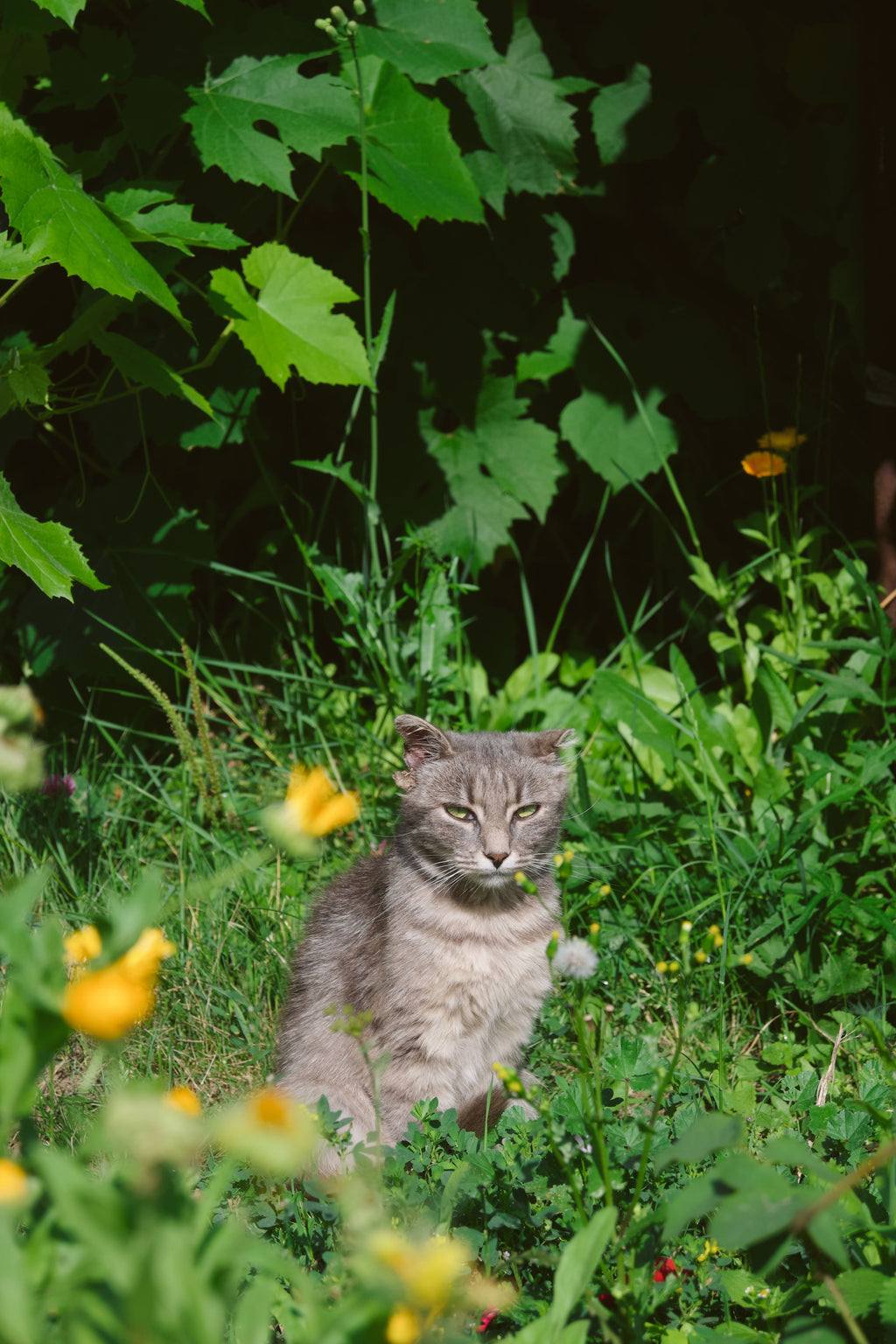 Tier & Garten
