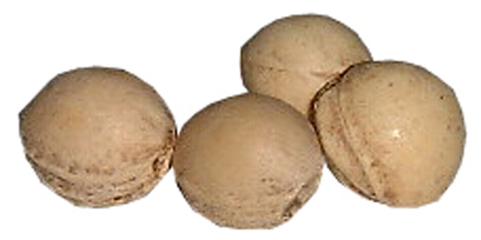 Kirschkerne lose Kirschkernkissen Wärmekissen Kirschsteine getrocknet 5kg