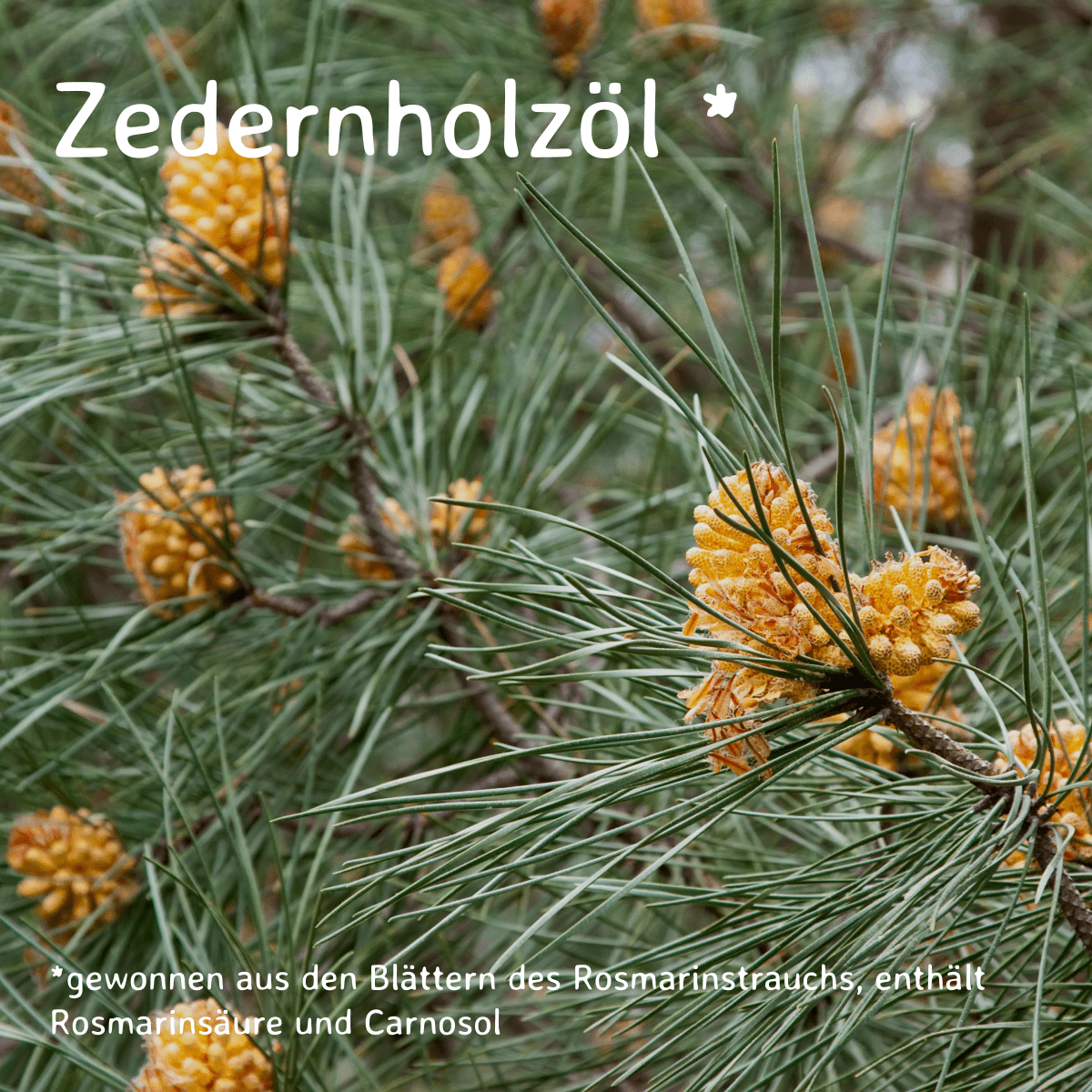 Cedernholz / Juniperus mexicana 10ml AROMARA Ätherisches Duftöl