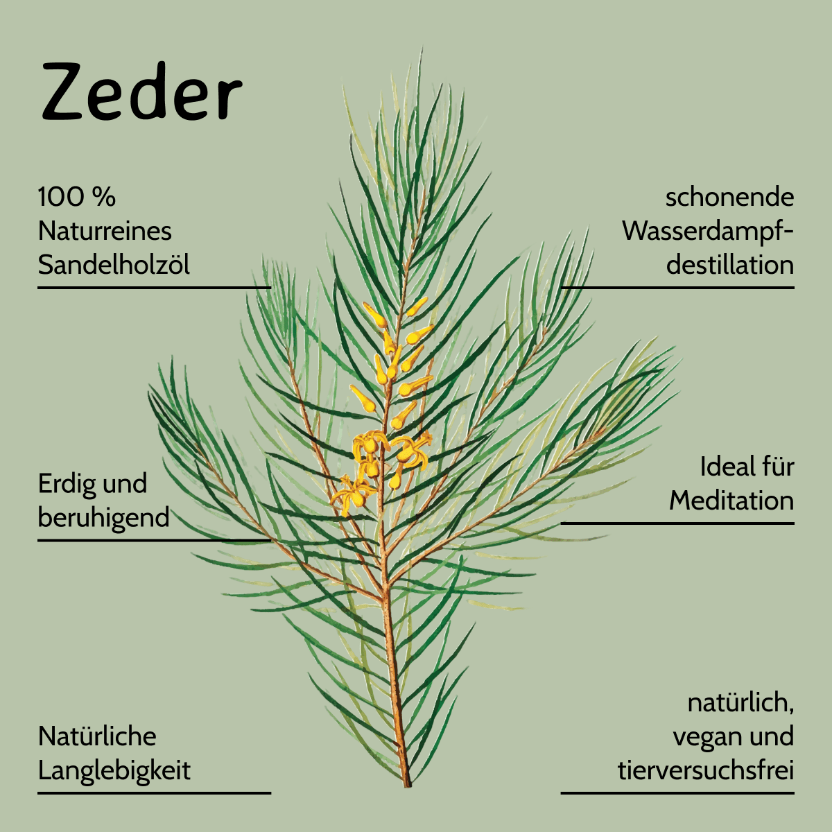 Cedernholz / Juniperus mexicana 10ml AROMARA Ätherisches Duftöl