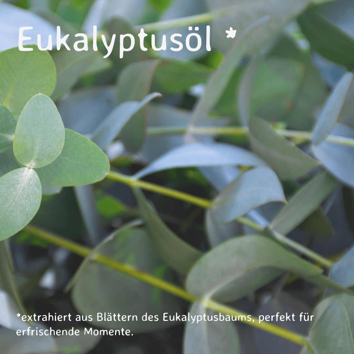 Eukalyptus / Eucalyptus globulus 10 ml AROMARA Ätherisches Duftöl