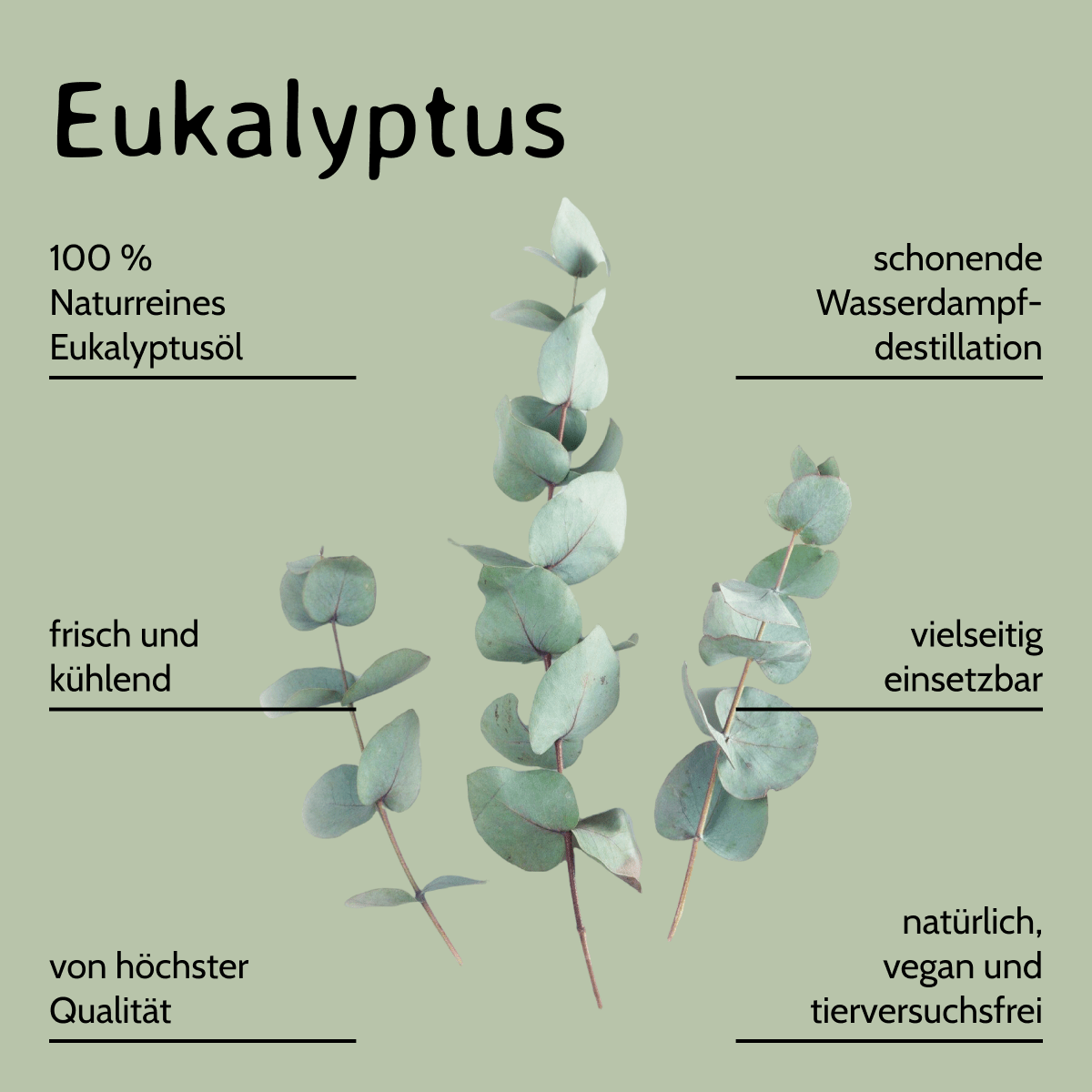 Eukalyptus / Eucalyptus globulus 10 ml AROMARA Ätherisches Duftöl