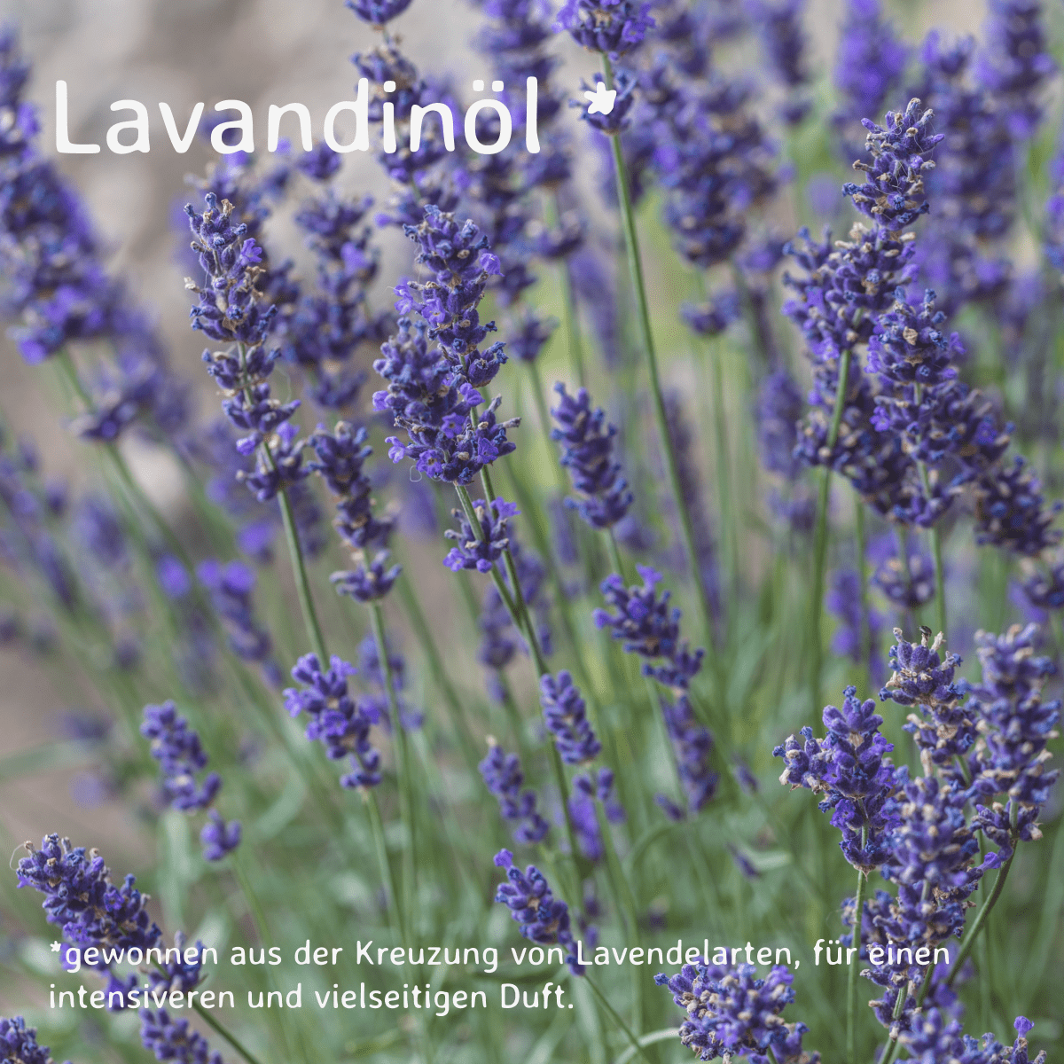 Lavandin / Lavandula hybrida 10 ml AROMARA Ätherisches Duftöl