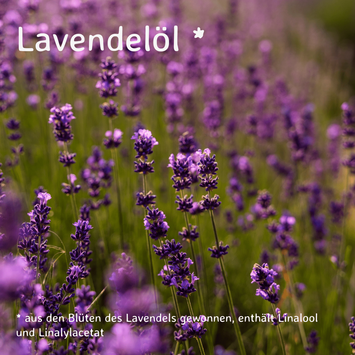 Lavendel / Lavandula angustifolia 20ml AROMARA Ätherisches Duftöl