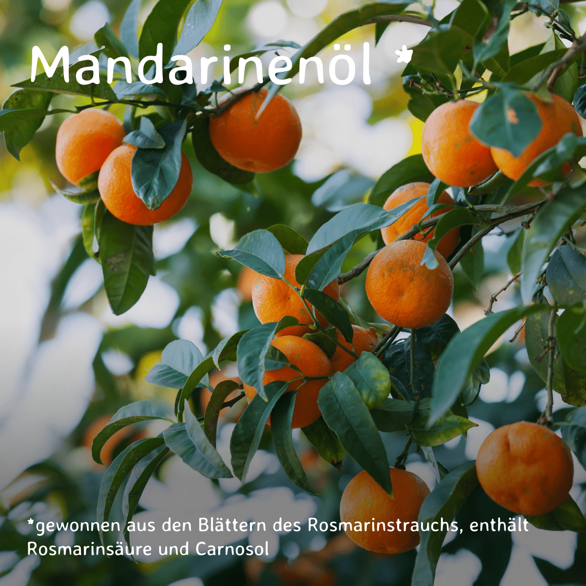 Mandarine / Citrus nobilis 10 ml AROMARA Ätherisches Duftöl