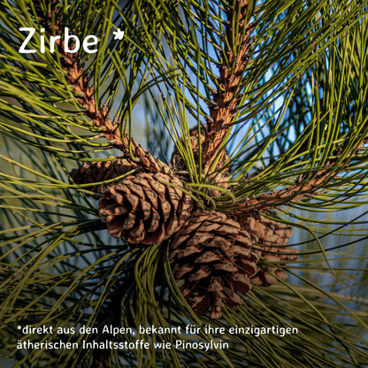 Zirbe / Pinus cembra 10 ml AROMARA Ätherisches Duftöl