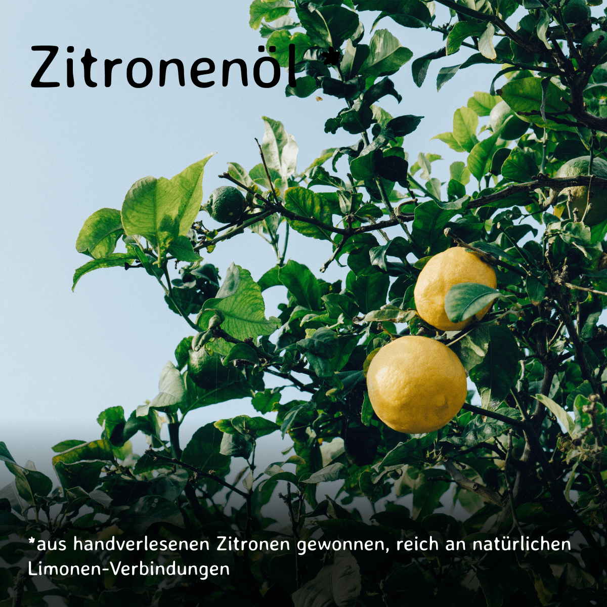 Zitrone / Citrus limon 10 ml AROMARA Ätherisches Duftöl