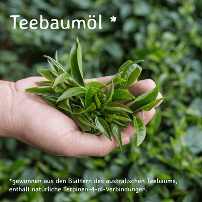 Teebaum Bio / Melaleuca alternifolia 10 ml AROMARA Ätherisches Duftöl