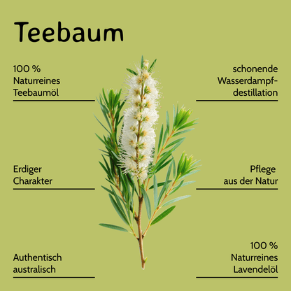 Teebaum konventionell / Melaleuca alternifolia 10 ml AROMARA Ätherisches Duftöl