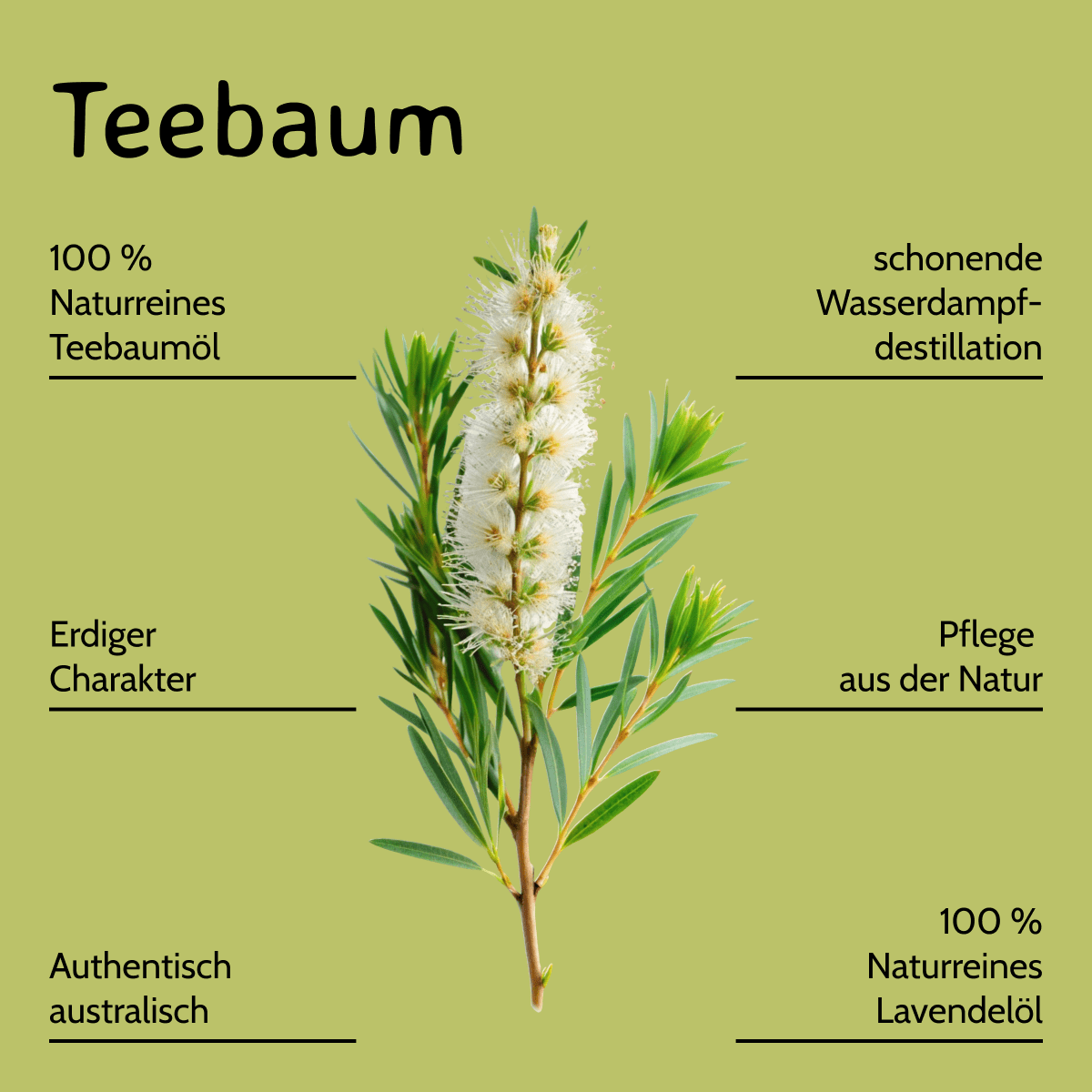 Teebaum konventionell / Melaleuca alternifolia 20 ml AROMARA Ätherisches Duftöl