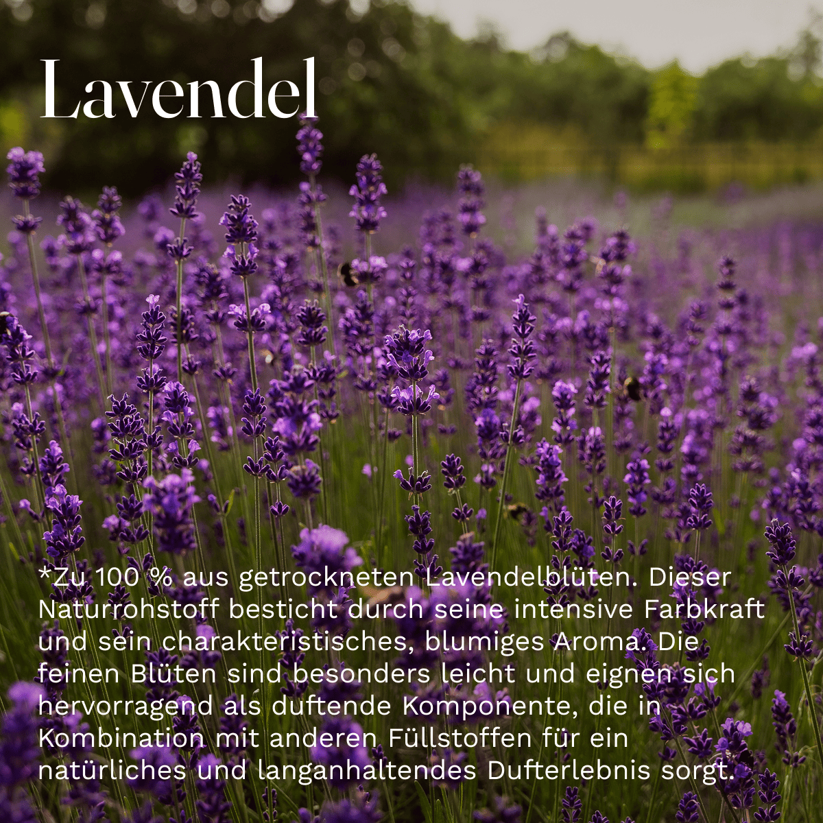 Lavendelblütenzauber 50g getrocknete ganze Lavendelblüten - Perfekt als Duft, Deko und Potpourri