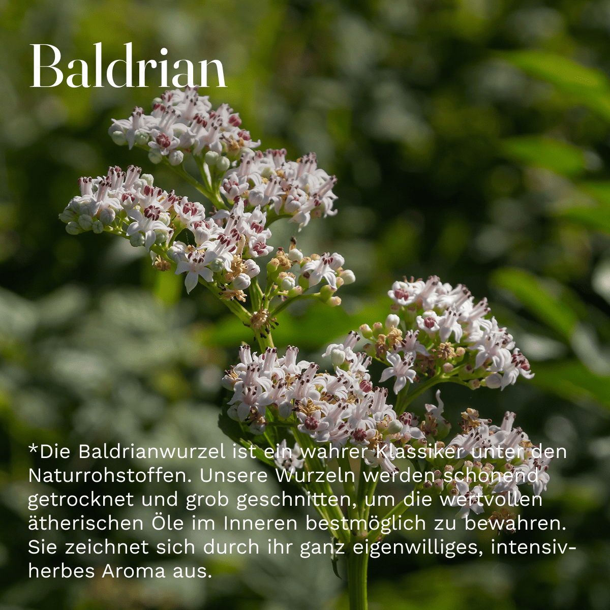 Valerian root Valeriana 50g cut Valerian herbs relaxation calming