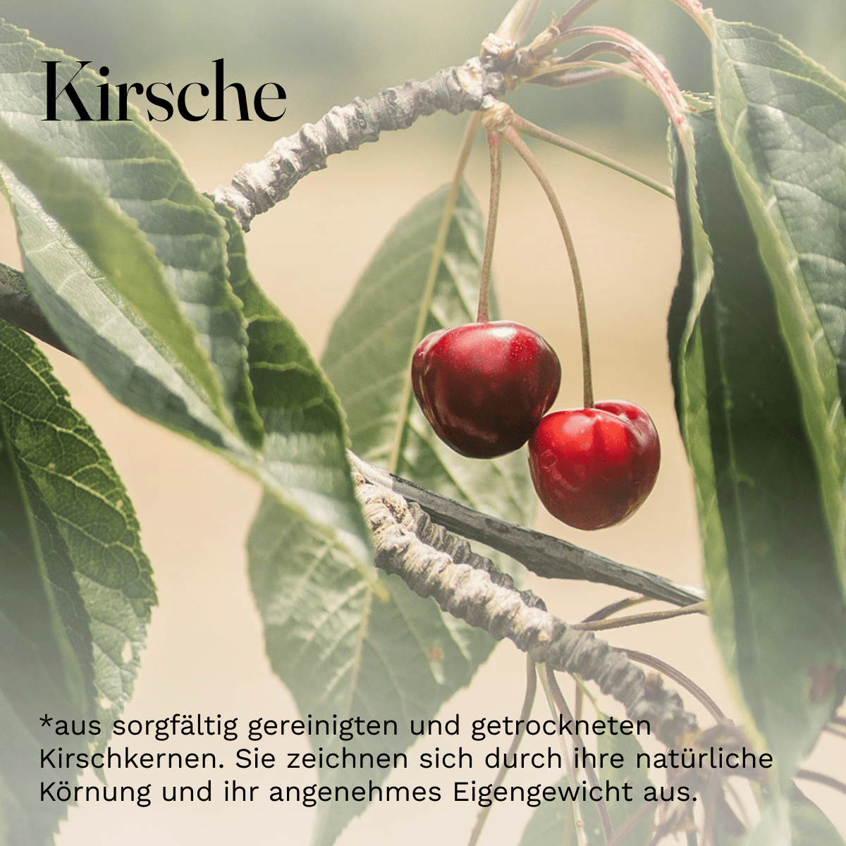 Cherry Stones Loose for Cherry Stone Pillows Heat Pillows Cleaned Cherry Stones 1Kg